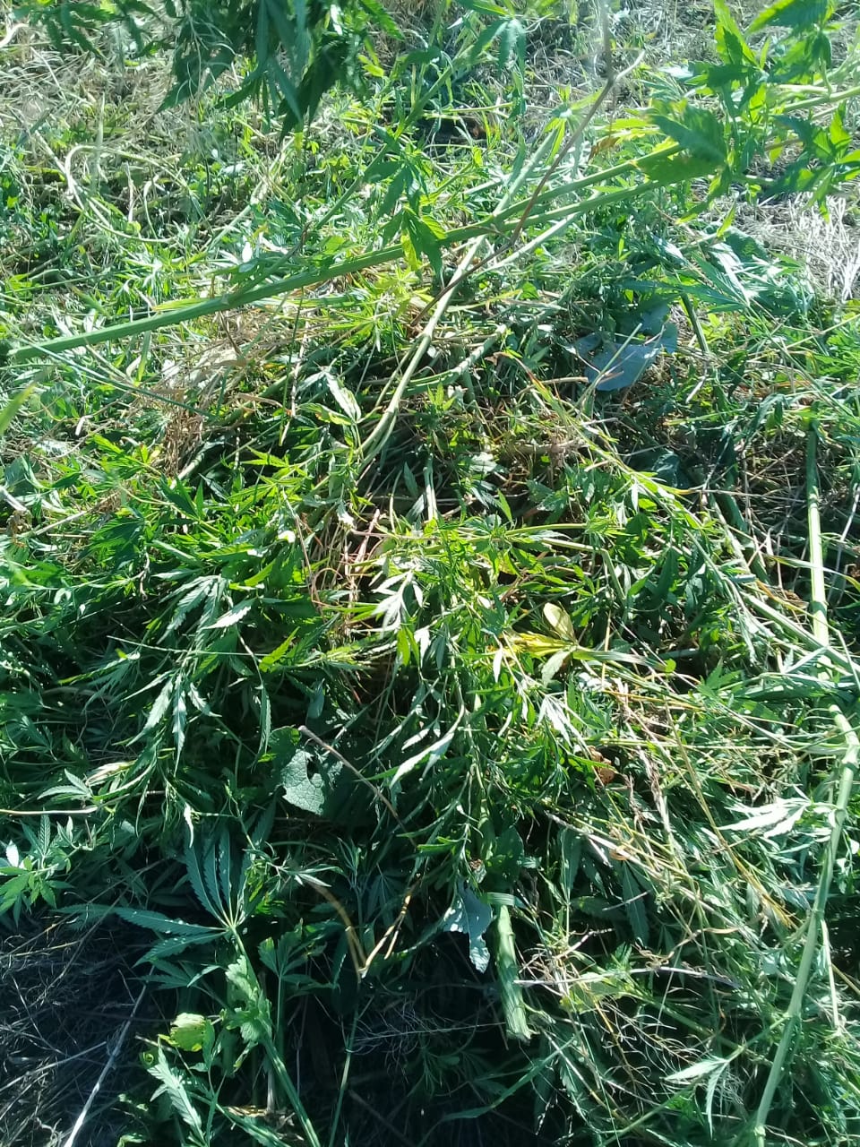 IMG-20190702-WA0006